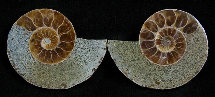 Small Desmoceras Ammonite Pair #2205